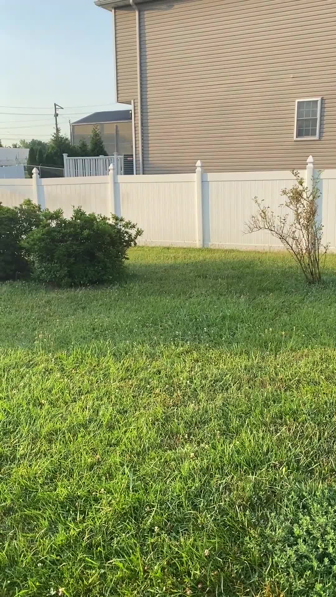Mixed Breed dogs for sale:  5 - Video 2