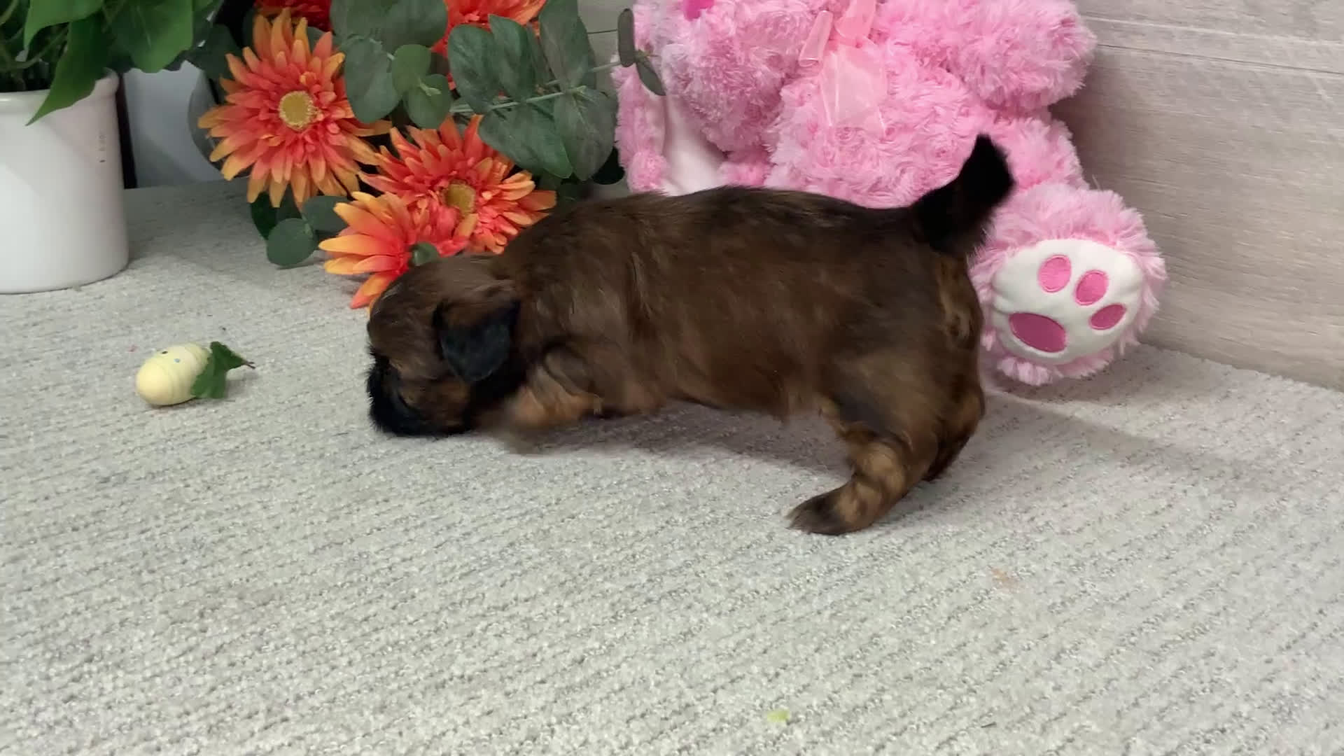 Shih Tzu dogs for sale: Leo - Video 1