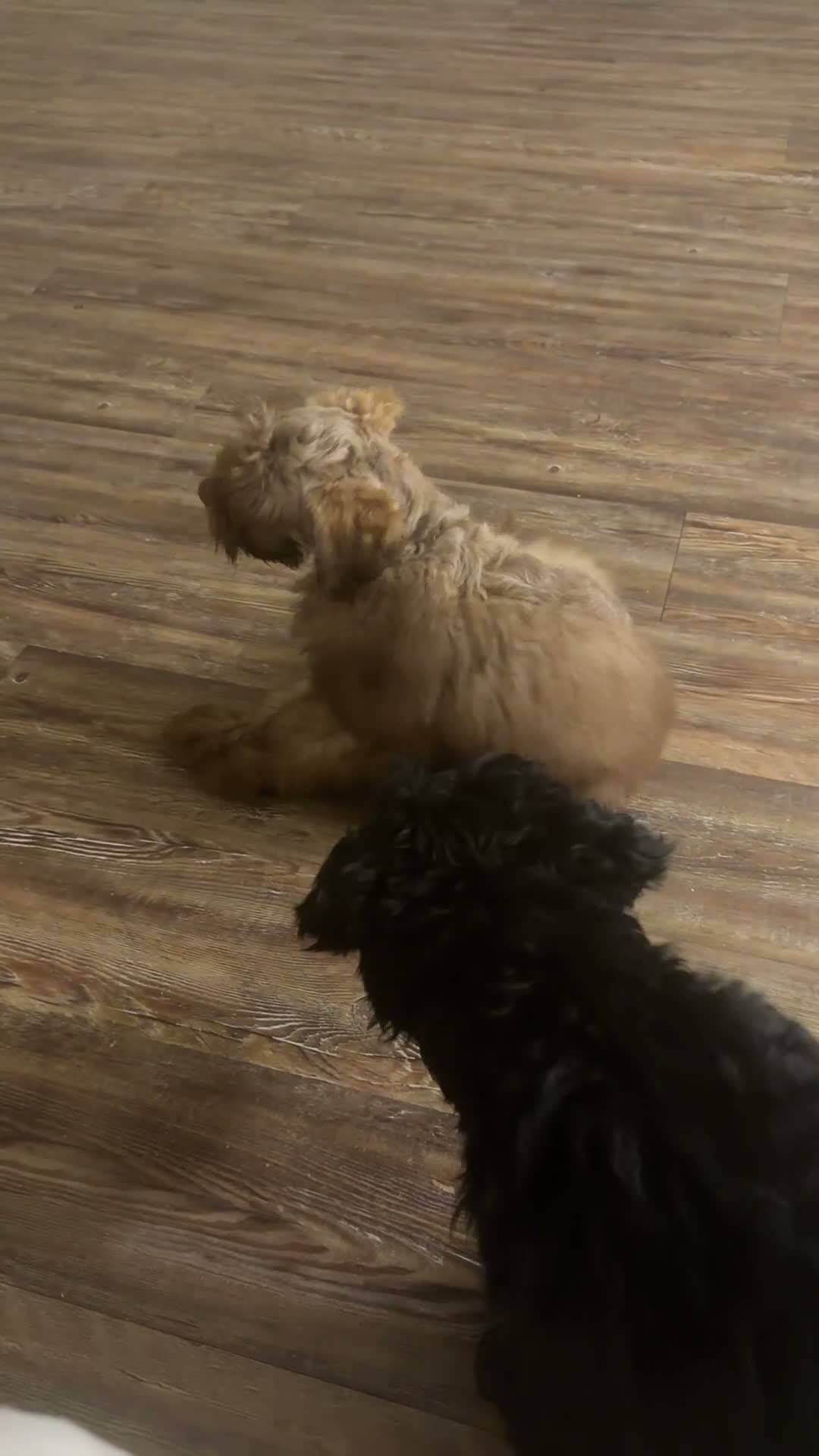 Schnoodle dogs for sale: Schnoodle 1 - Video 2