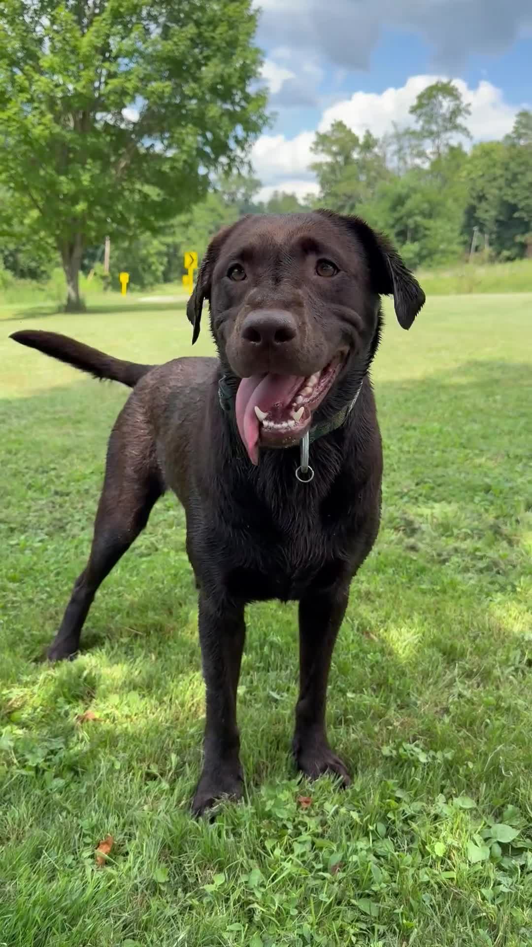 Labrador Retriever dogs for sale: Labrador Retriever Puppy 9 - Video 2