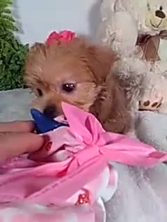 Shorkie dogs for sale: Princess  - Video 1