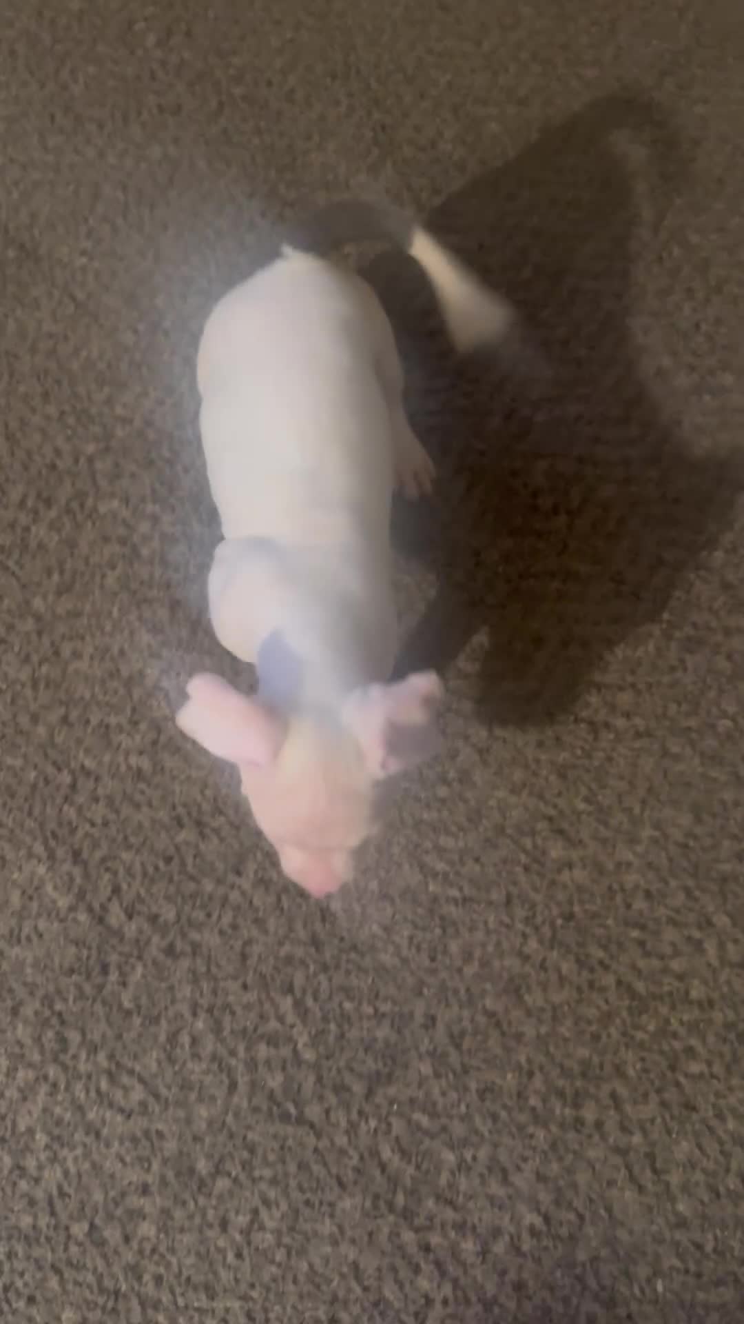 Mixed Breed dogs for sale: Female 2  - Video 1