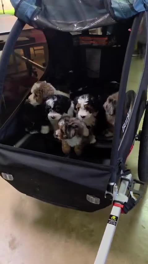 Mini Bernedoodle dogs for sale: Sandy - Video 2