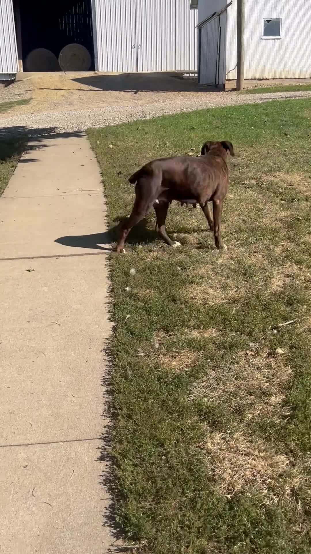 Boxer dogs for sale: Trixie - Video 1