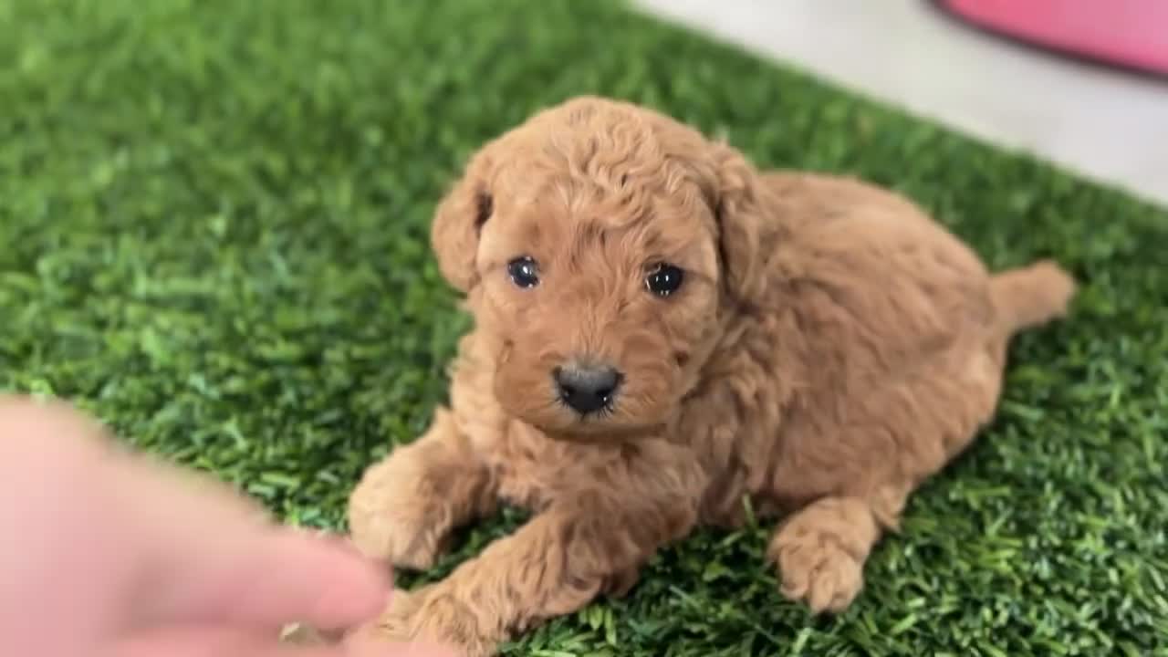 Miniature Poodle dogs for sale: Pearl - Video 1