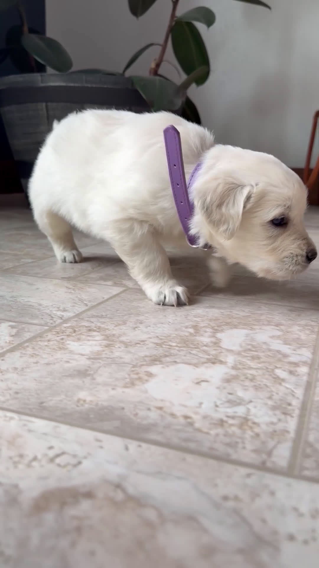 Golden Retriever dogs for sale: Bella - Video 1