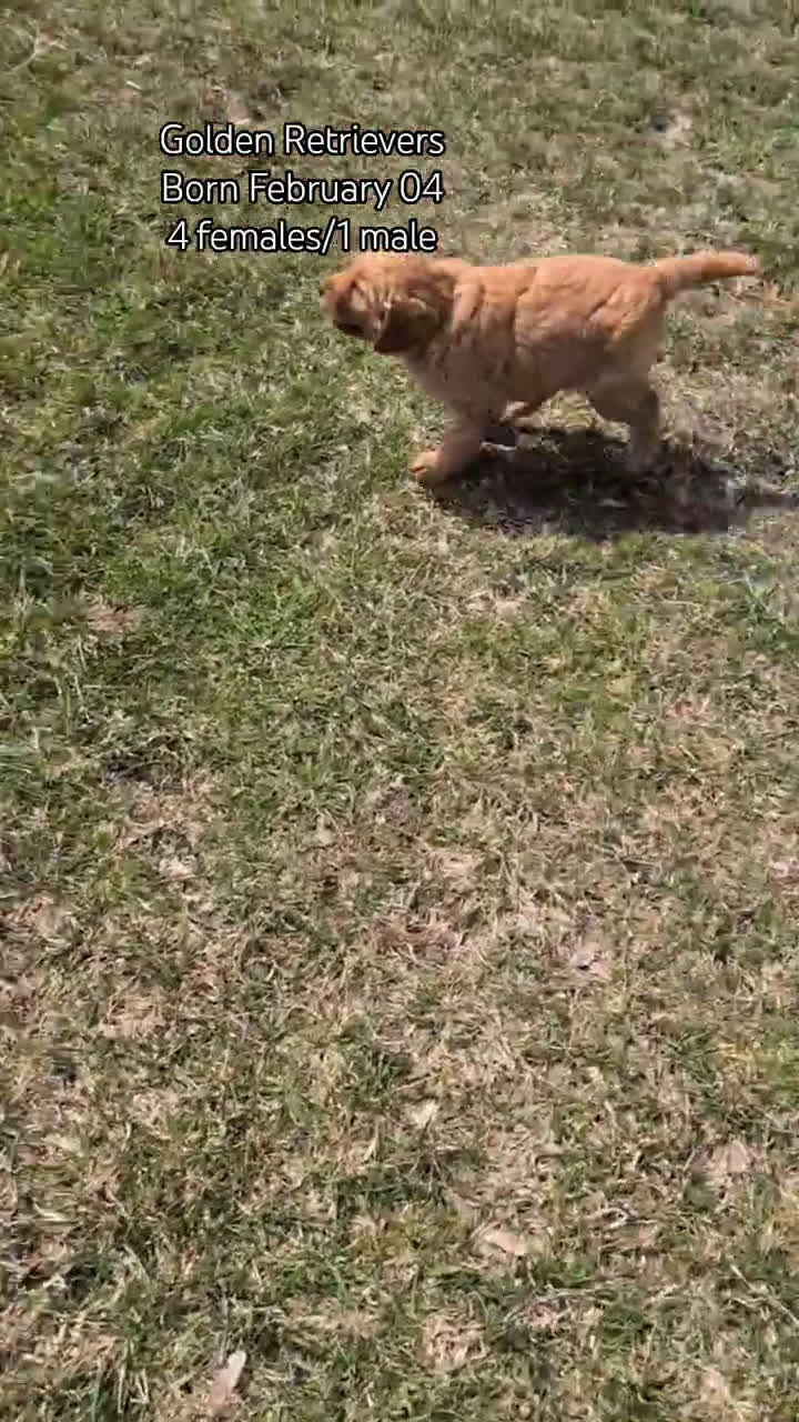 Golden Retriever dogs for sale: Daisy - Video 3