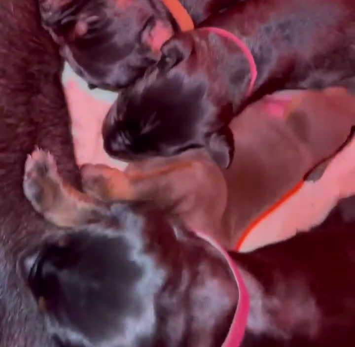 Doberman Pinscher dogs for sale: Titan Bones Shadow Nyx - Video 1