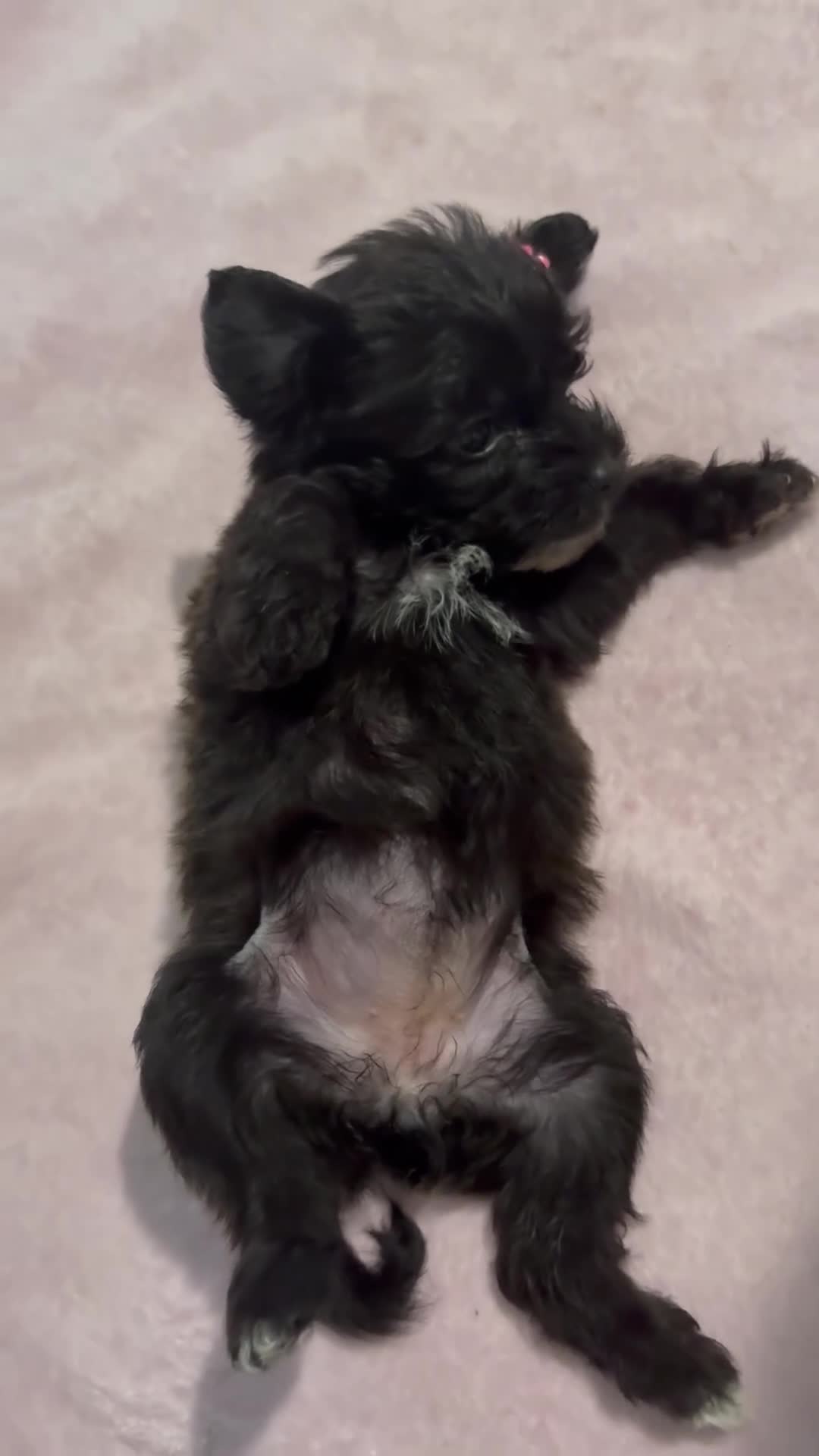 Mixed Breed dogs for sale: 1 Mixed Breed  color dark brown  - Video 2