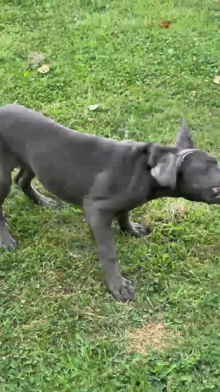 Cane Corso dogs for sale: Cane Corso Gray  - Video 1