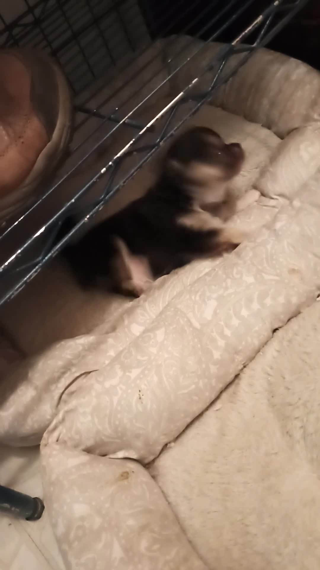 Chihuahua dogs for sale: Chihuahua 1 - Video 1