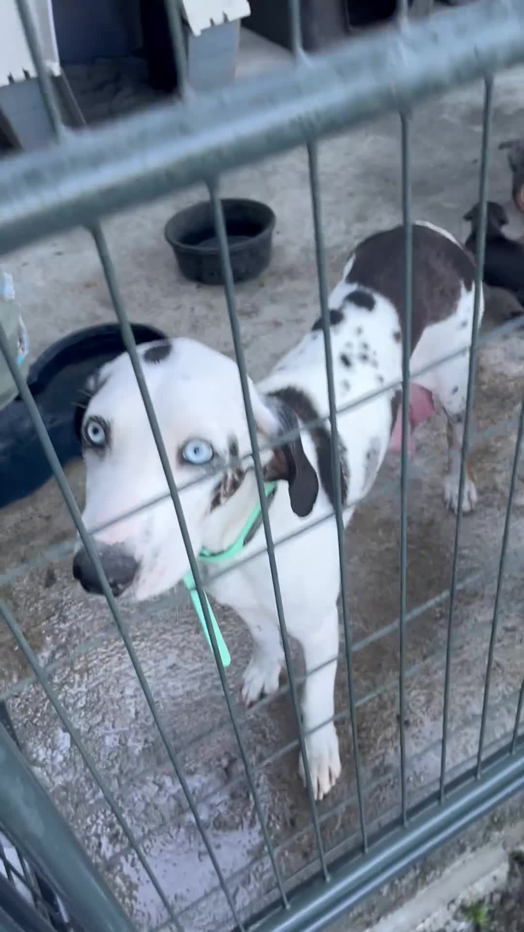 Catahoula Leopard Dog dogs for sale: Catahoula Leopard Dog Puppy 3 - Video 2