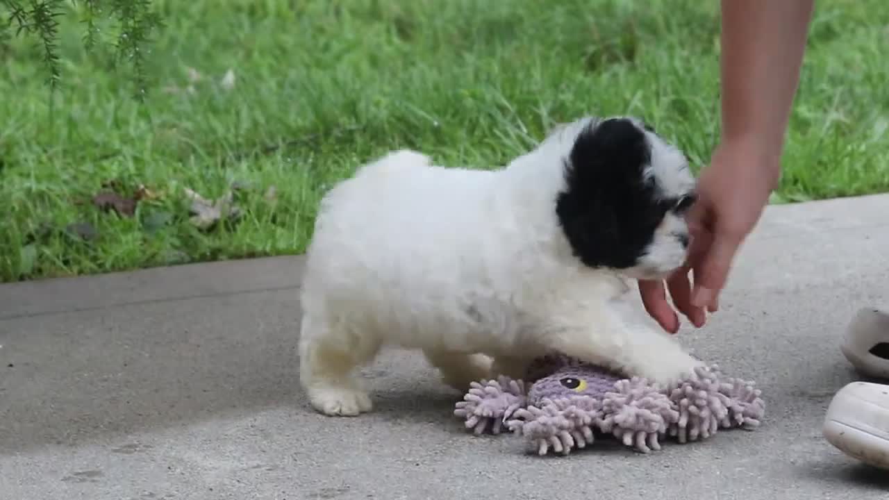 Shihpoo dogs for sale: Charlie - Video 2