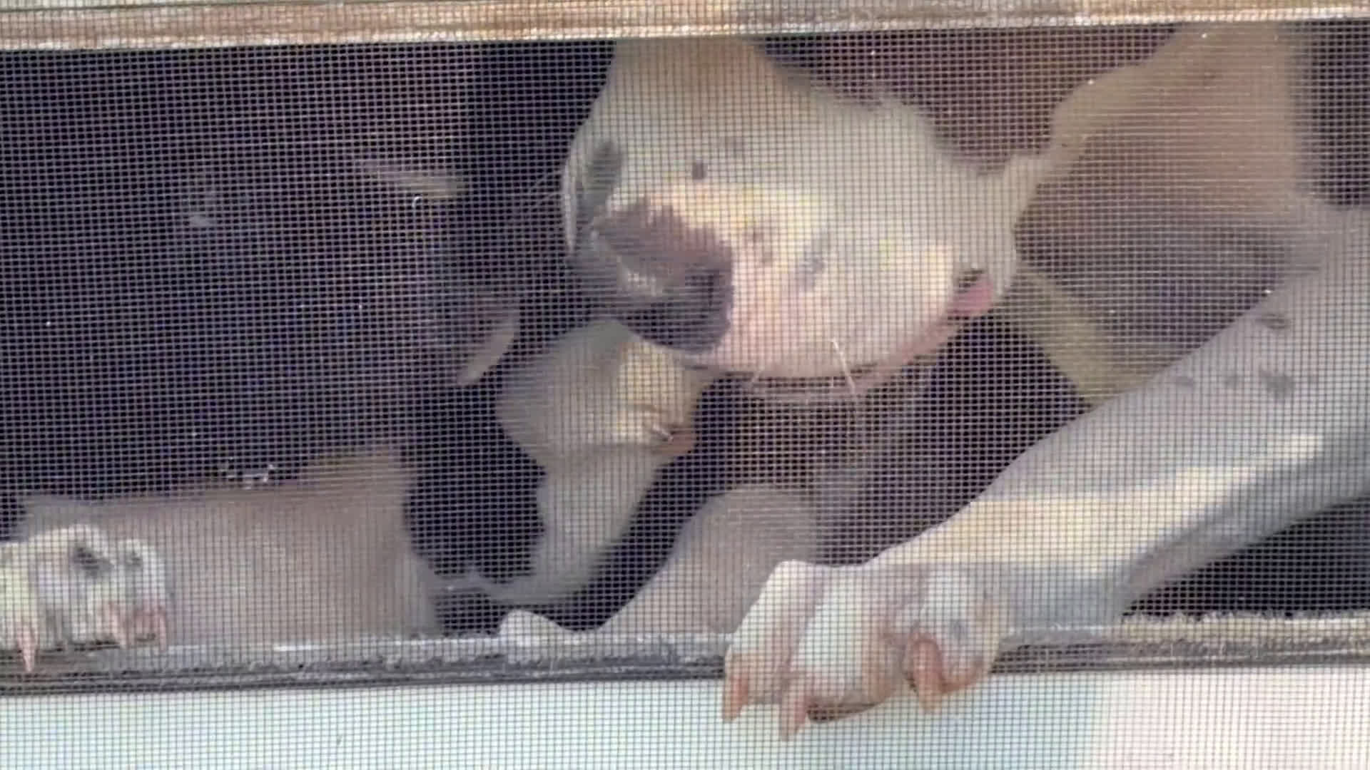 Mixed Breed dogs for sale: Mixed Breed Puppy 7 - Video 3