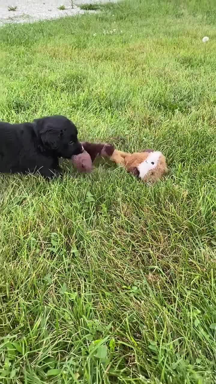 Mixed Breed dogs for sale: Clover - Video 2