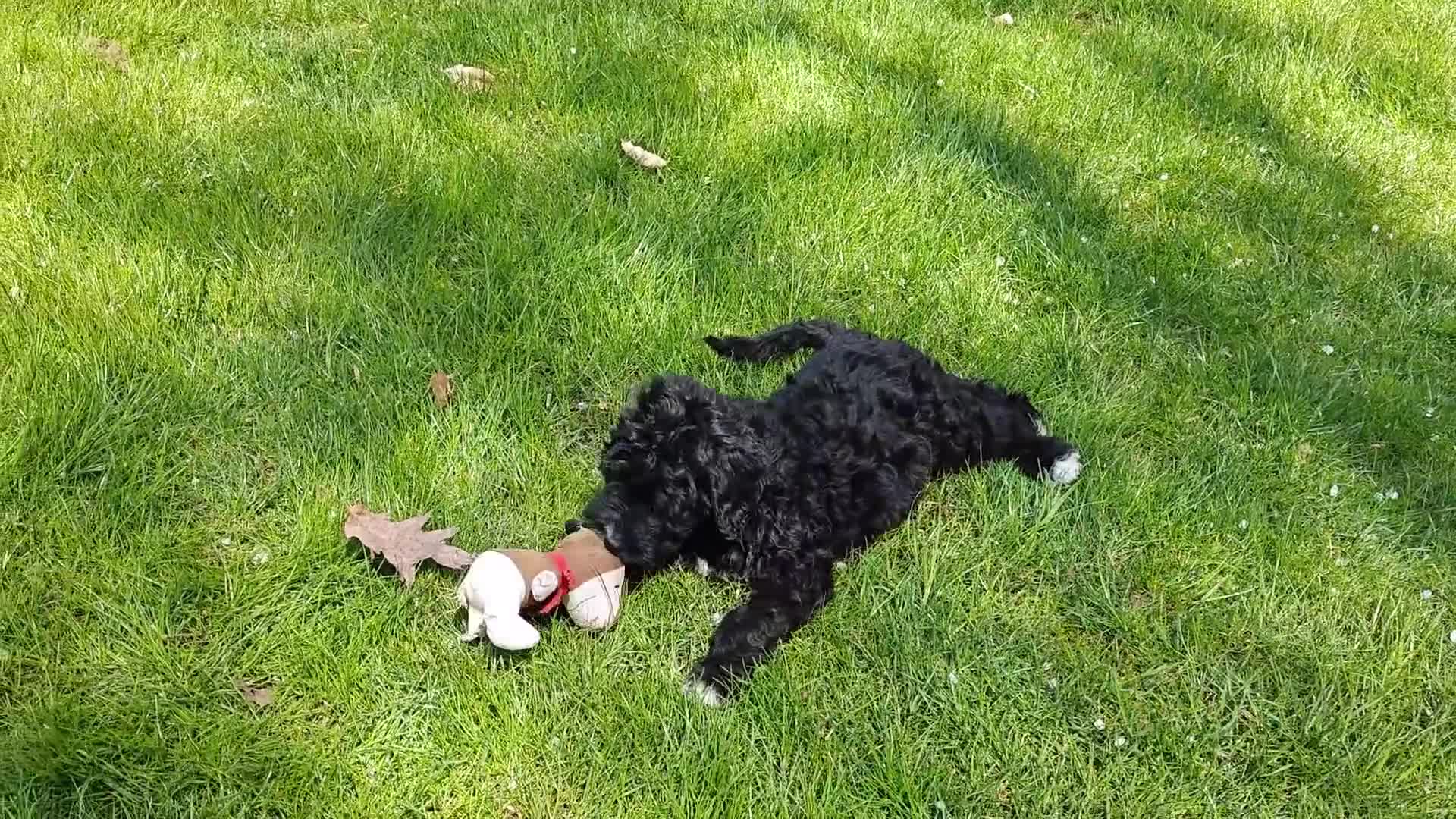 Bernedoodle dogs for sale: Oreo - Video 1