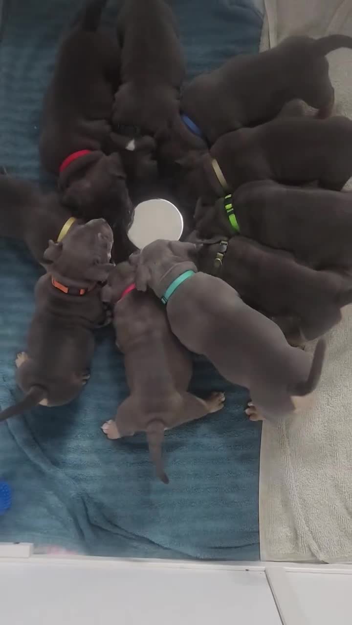 American Bully dogs for sale: American Bully 3 - Video 1