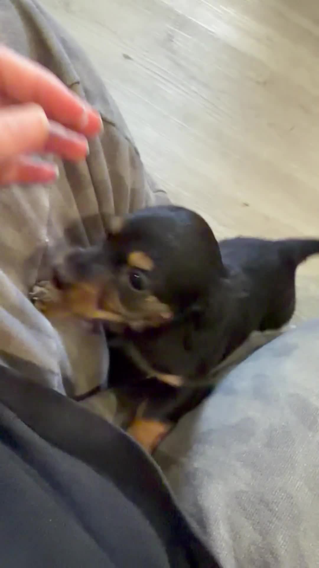 Miniature Dachshund dogs for sale: Miniature Dachshund 1 - Video 2