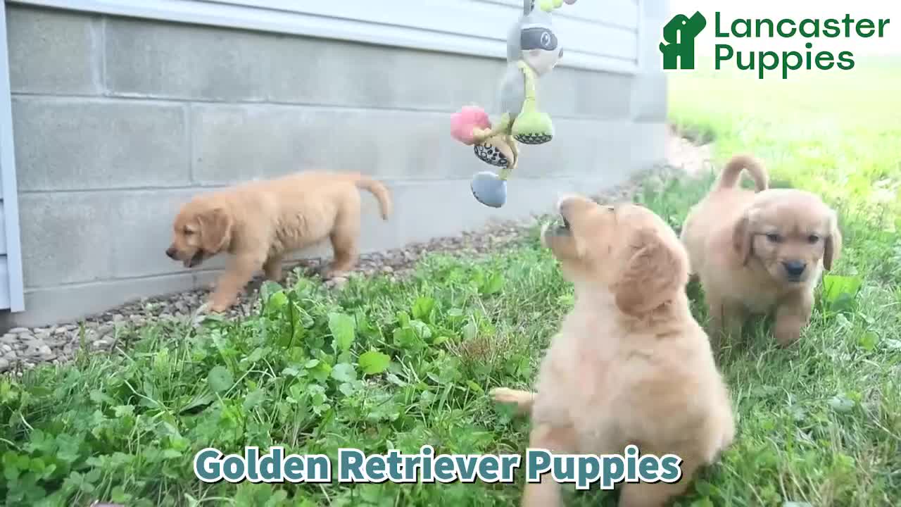 Golden Retriever dogs for sale: Chestnut - Video 1