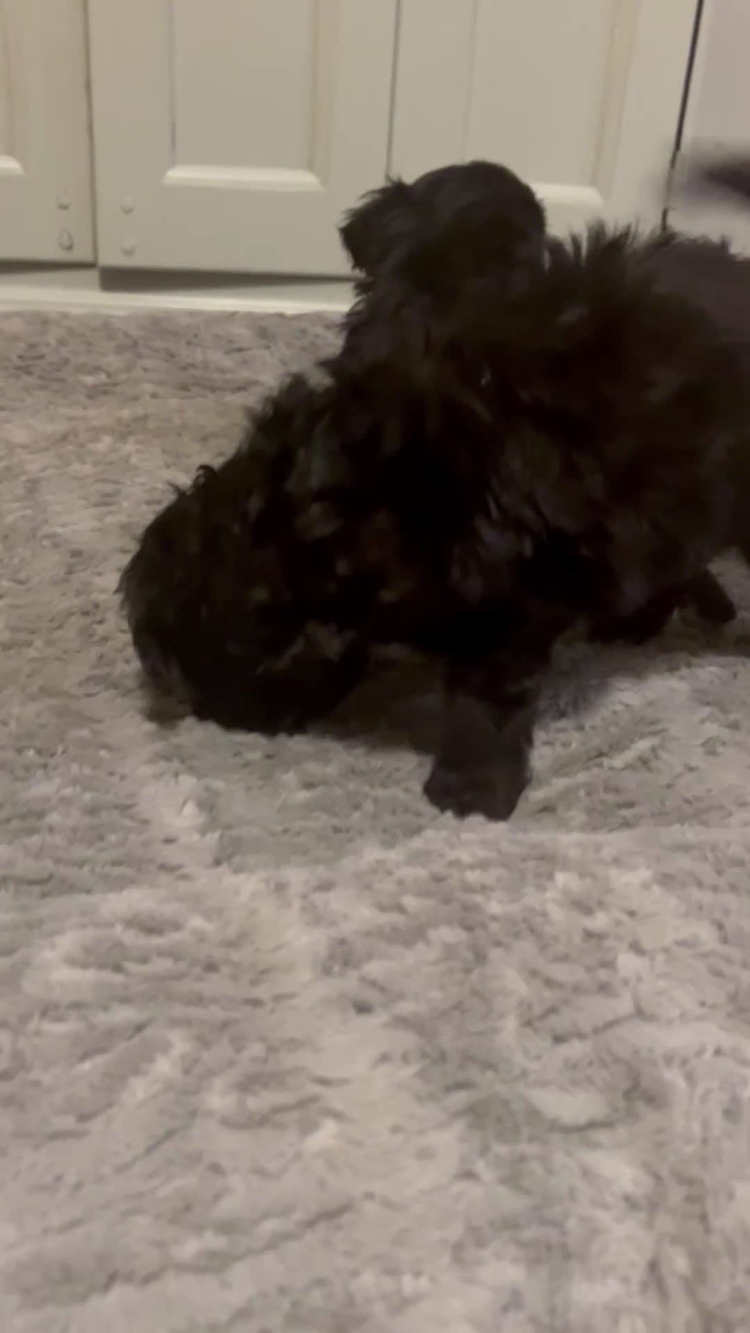 Mixed Breed dogs for sale: Puppy 2  toy aussiedoddle - Video 1