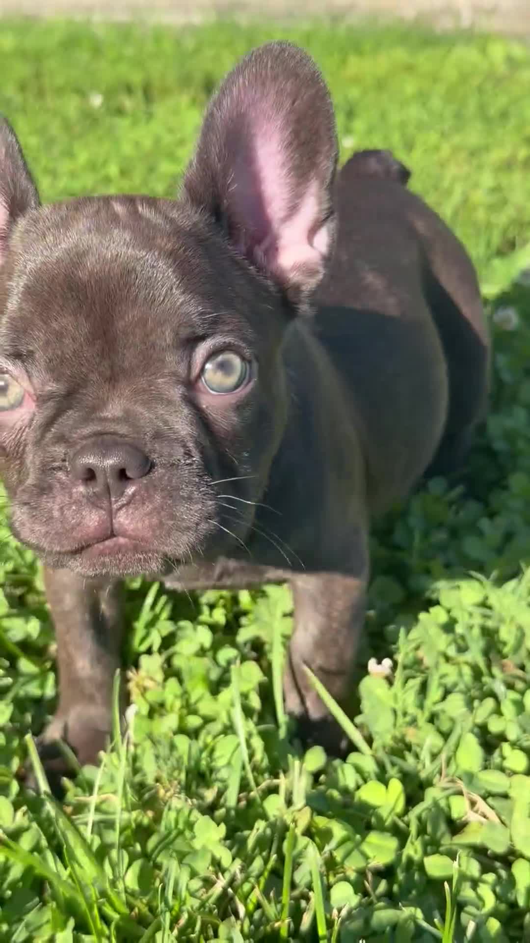 French Bulldog dogs for sale: French Bulldog 1 - Video 1