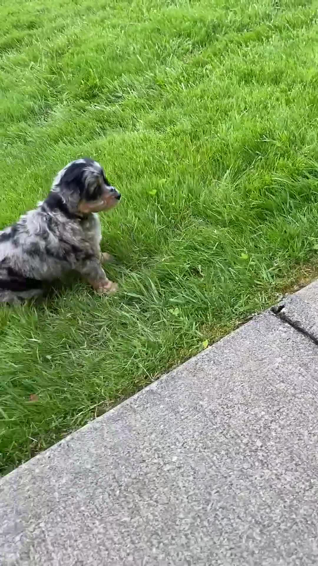 Mini Aussiedoodle dogs for sale: Chloe - Video 1