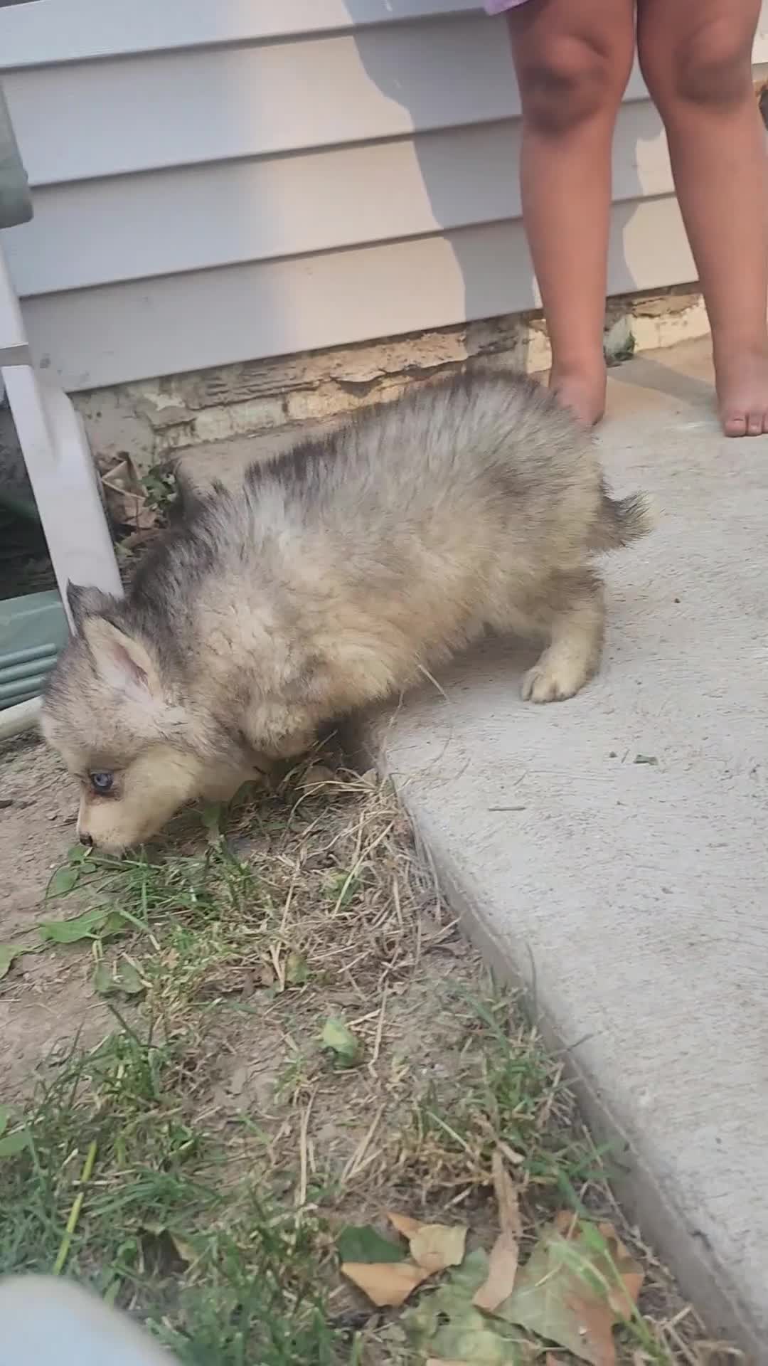 Siberian Husky dogs for sale: Siberian Husky 4 - Video 1