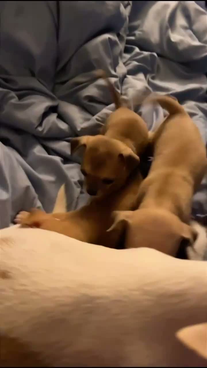 Mixed Breed dogs for sale: Mixed Breed 2 - Video 1