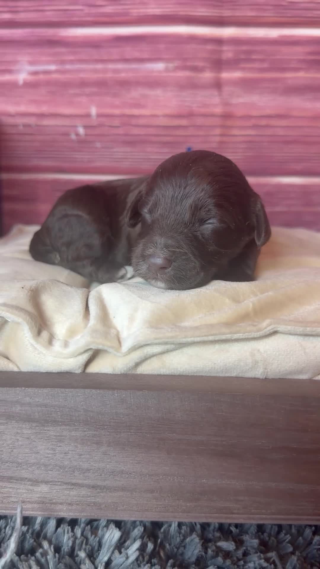 Cockapoo dogs for sale: Nixon - Video 1
