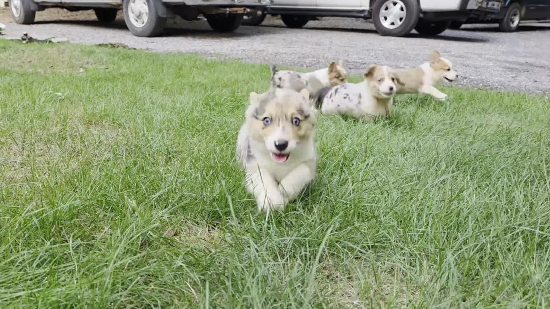Welsh Corgi Pembroke dogs for sale: Splash - Video 2