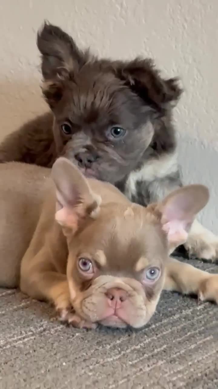 French Bulldog dogs for sale: CHUCKY - ISABELLA Fluffy Carrier in CALI, USA DELIVERY OPTIONS! - Video 1