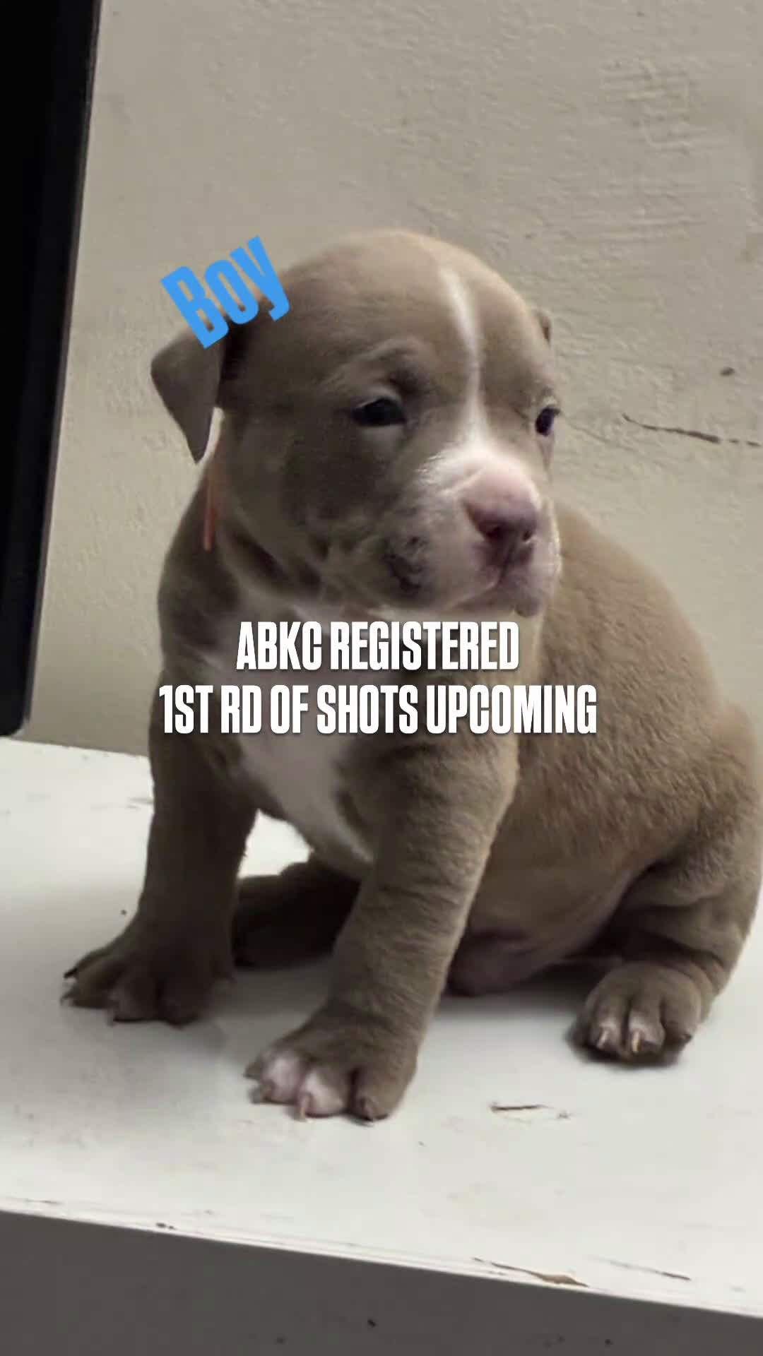 American Bully dogs for sale: American Bully Puppy 6 - Video 6