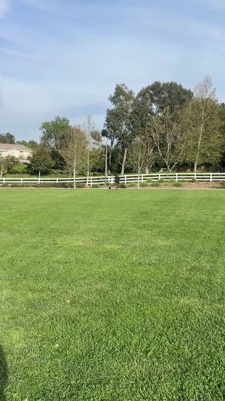 Shihpoo dogs for sale: Shihpoo Puppy 1 - Video 1