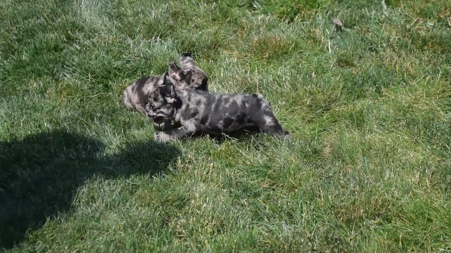 French Bulldog dogs for sale: Cove - Video 1