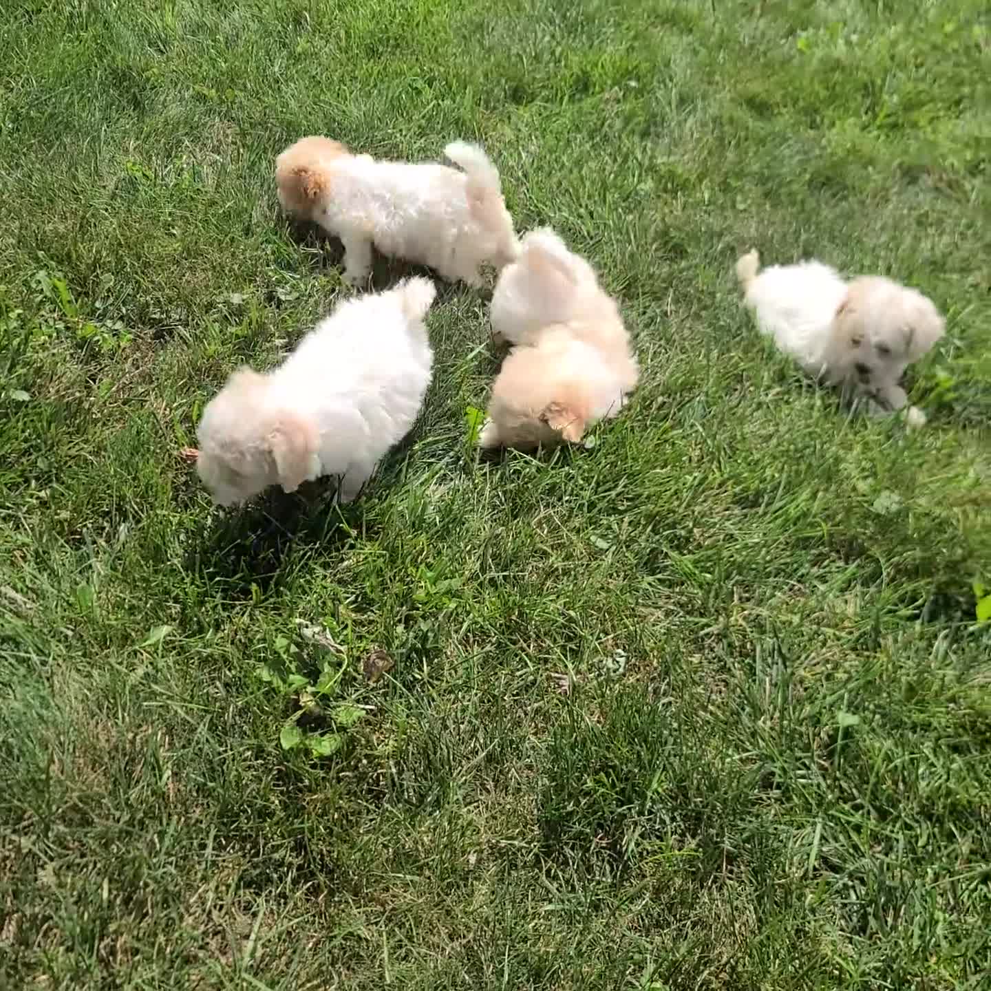 Cavachon dogs for sale: Jordan - Video 1