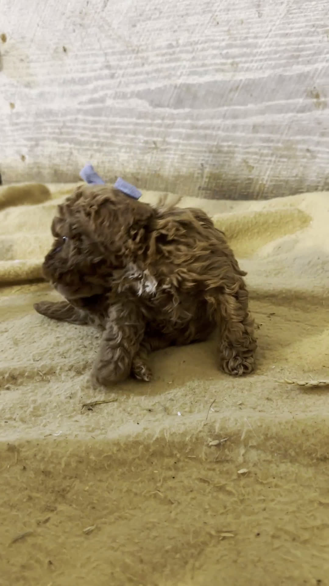 Toy Poodle dogs for sale: TEACUP Tootsie- AKC Genetic tested parents - Video 3