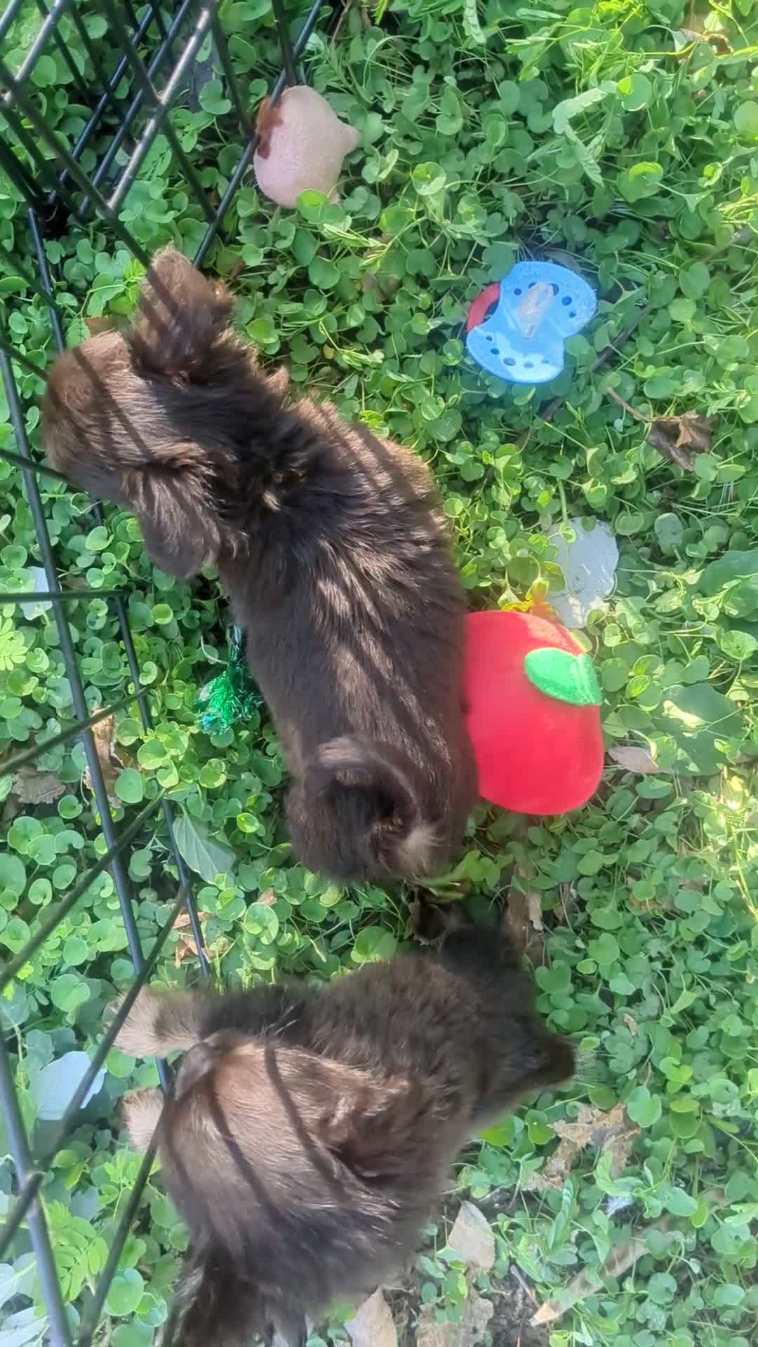 Chihuahua dogs for sale: Teacup Apple Head   Twix    - Video 1