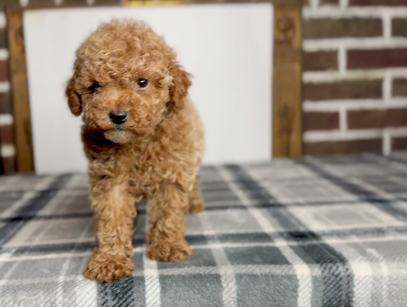 Toy Poodle dogs for sale: Maple - Video 1
