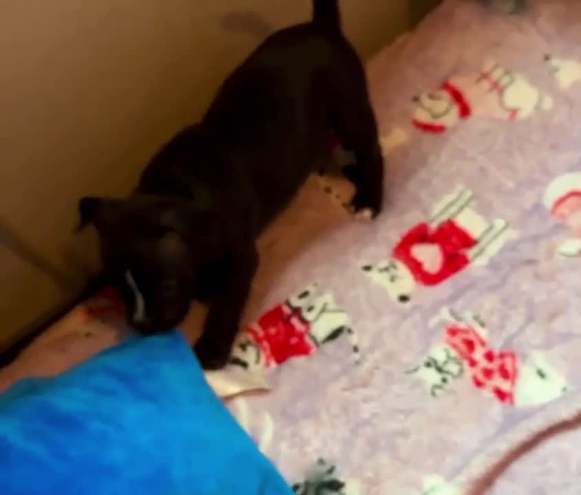 American Bully dogs for sale: American Bully female - Video 2