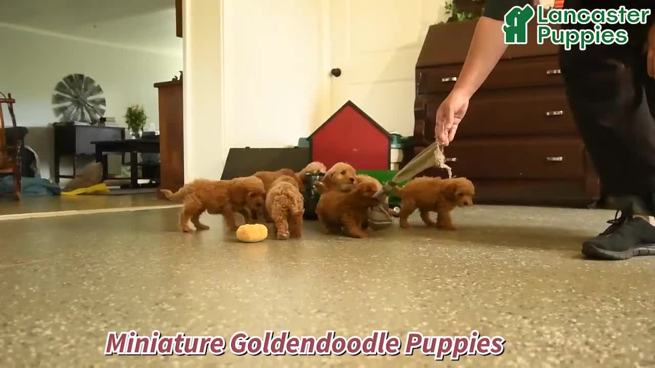Mini Goldendoodle dogs for sale: Tommy - Video 1