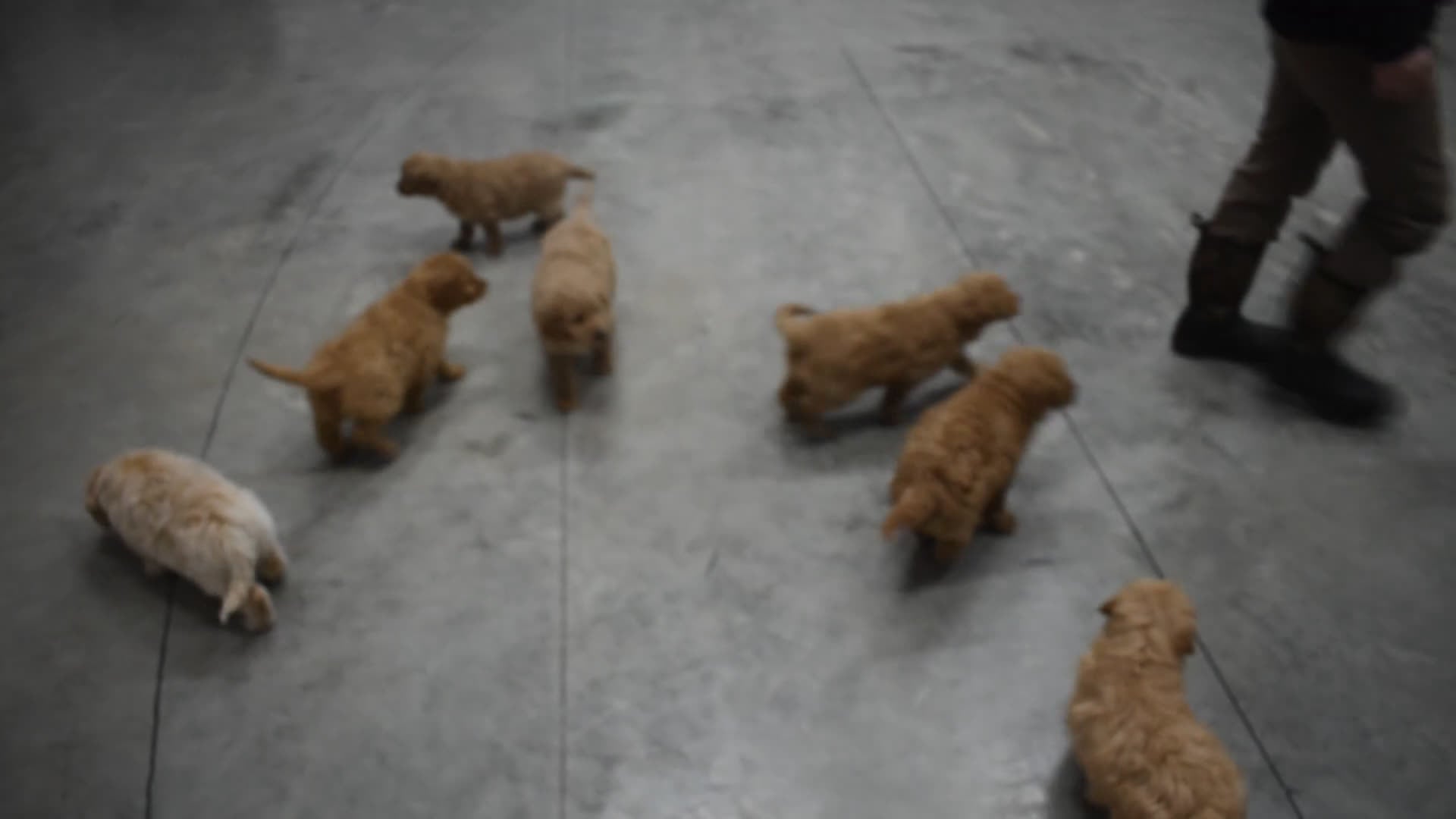 Goldendoodle dogs for sale: Buster  - Video 1