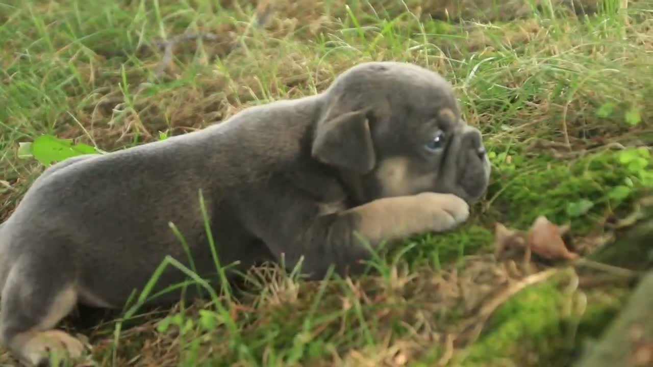 French Bulldog dogs for sale: Gunner French Bulldog  - Video 1