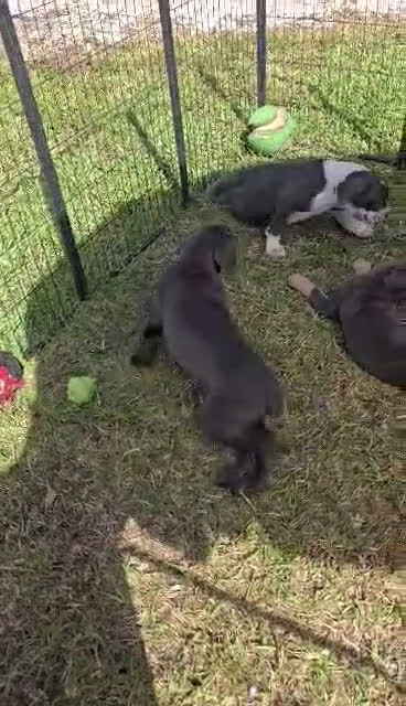 Cane Corso dogs for sale: Sophie - Video 1
