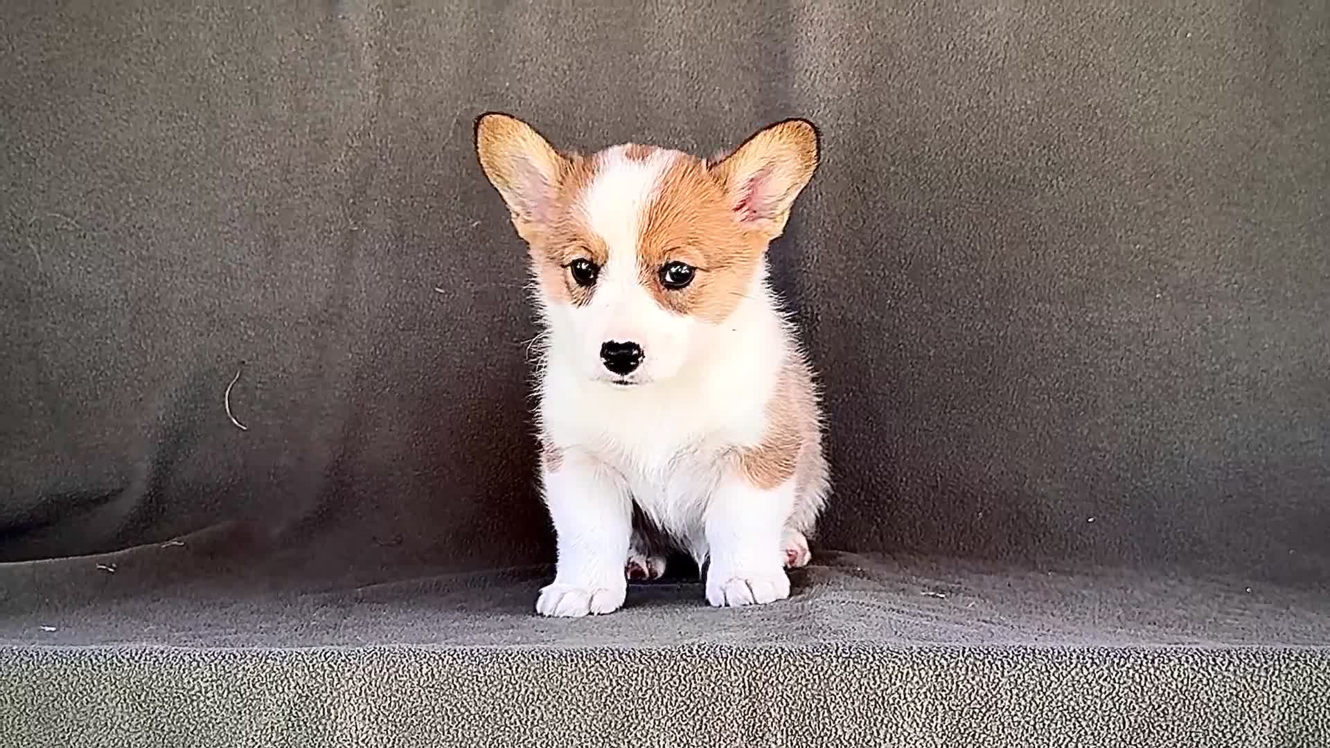 Welsh Corgi Pembroke dogs for sale: Bessie - Video 1