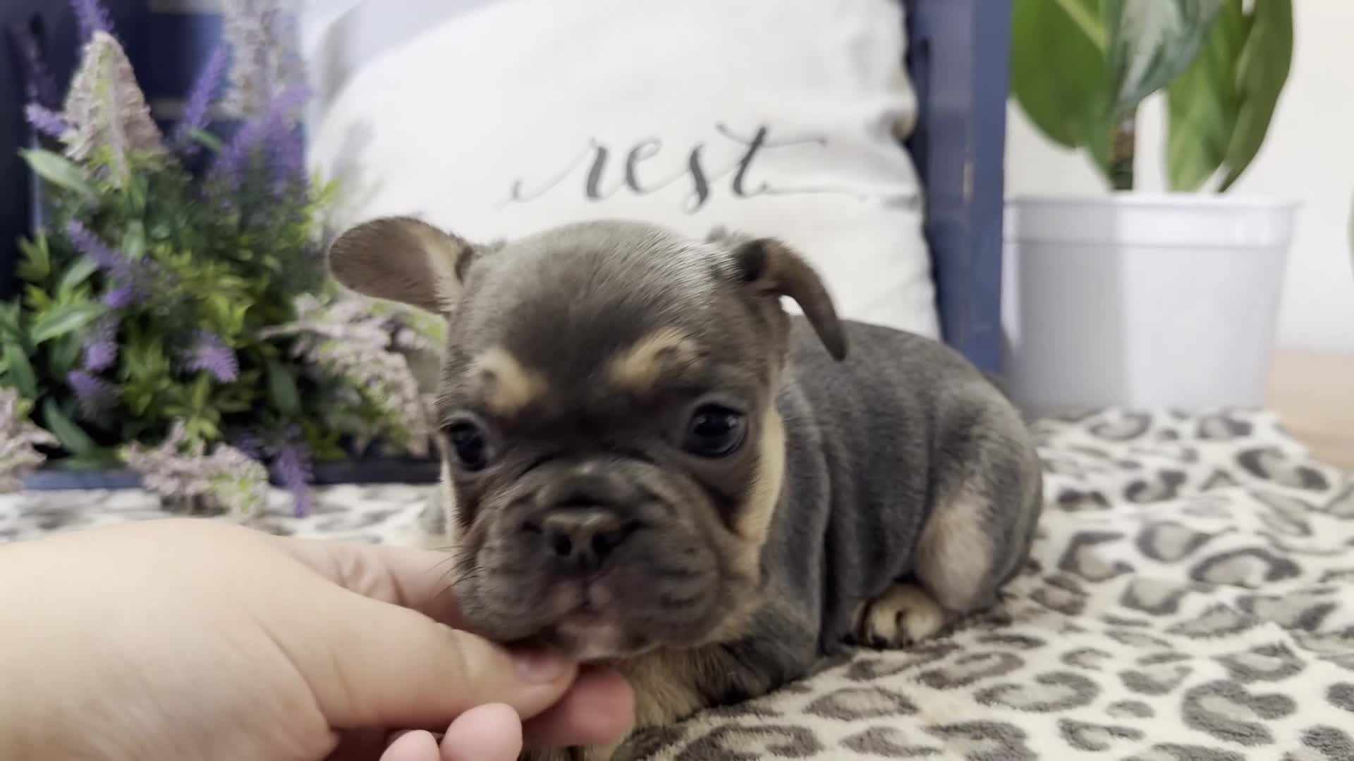 French Bulldog dogs for sale: Fox - Video 1