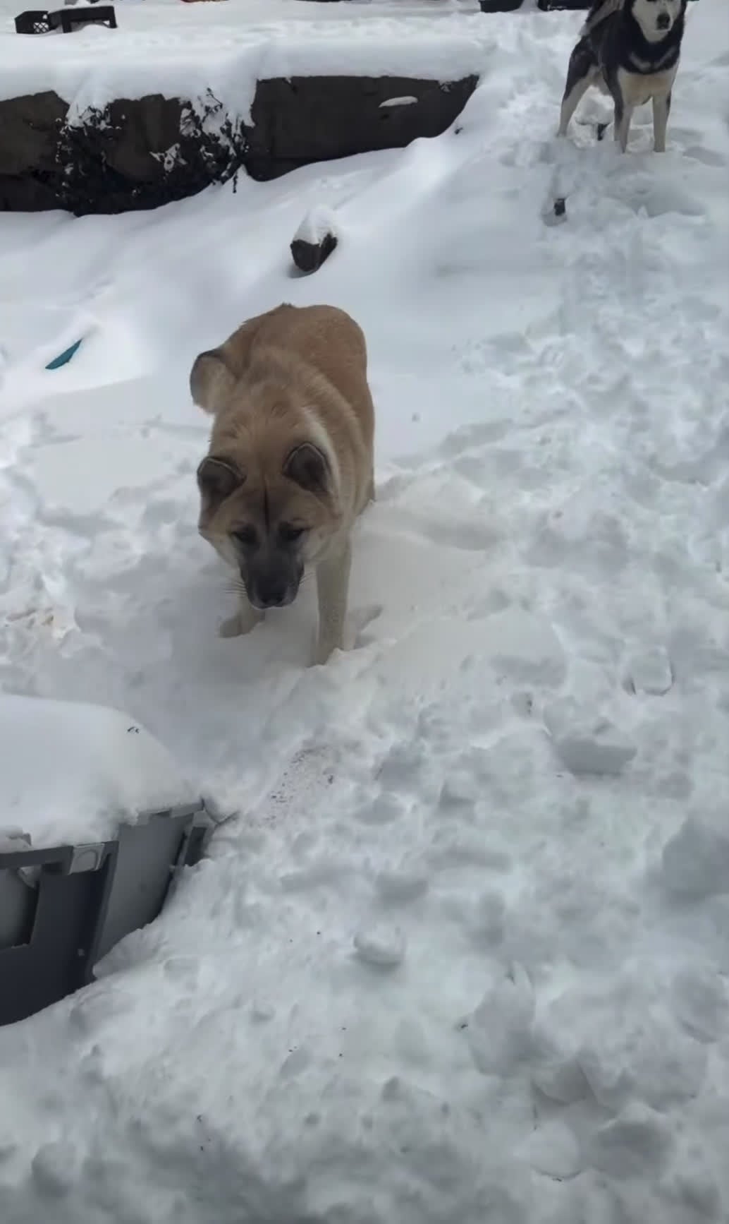 Mixed Breed dogs for sale: scout - Video 1