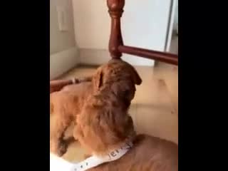 Mini Goldendoodle dogs for sale: Monty - Video 2