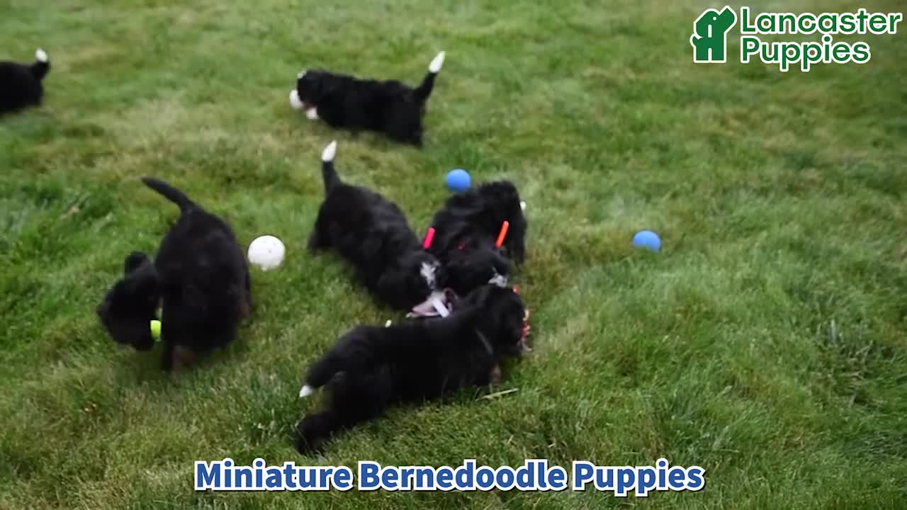 Mini Bernedoodle dogs for sale: Vicky - Video 1