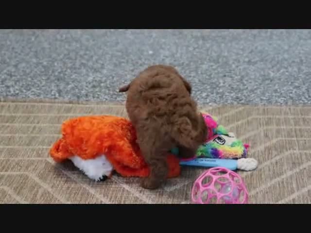 Mini Goldendoodle dogs for sale: Libby - Video 7