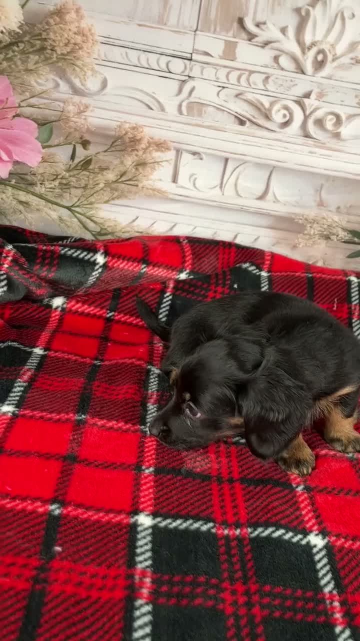Miniature Dachshund dogs for sale: AKC-Mary - Video 1